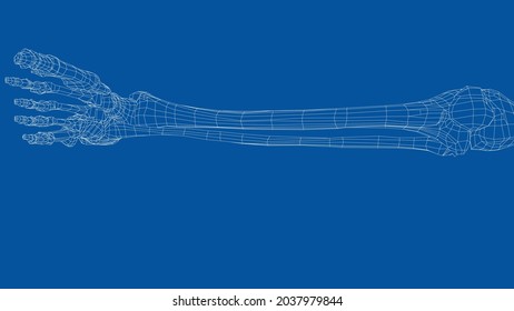 Human skeleton. Vector rendering of 3d. Wire-frame style. Illustration for medicine
