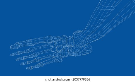 Human skeleton. Vector rendering of 3d. Wire-frame style. Illustration for medicine