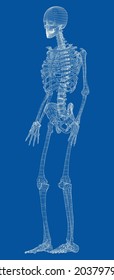 Human skeleton. Vector rendering of 3d. Wire-frame style. Illustration for medicine