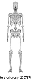 Human skeleton. Vector rendering of 3d. Wire-frame style. Illustration for medicine