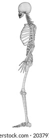 Human skeleton. Vector rendering of 3d. Wire-frame style. Illustration for medicine