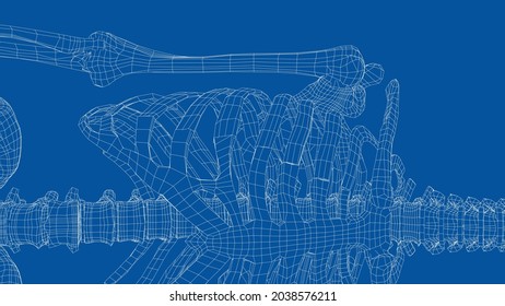 Human skeleton. Vector rendering of 3d. Wire-frame style. Illustration for medicine