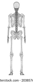 Human skeleton. Vector rendering of 3d. Wire-frame style. Illustration for medicine