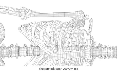 Human skeleton. Vector rendering of 3d. Wire-frame style. Illustration for medicine