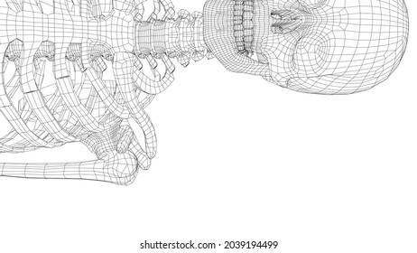 Human skeleton. Vector rendering of 3d. Wire-frame style. Illustration for medicine