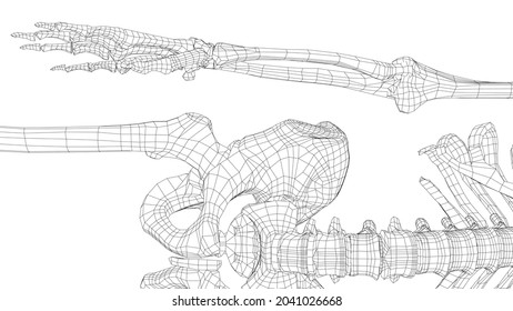 Human skeleton. Vector rendering of 3d. Wire-frame style. Illustration for medicine