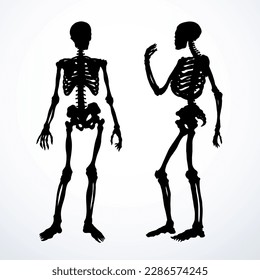 Human skeleton. Vector schematic drawing