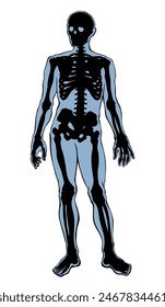 Human skeleton. Vector schematic drawing