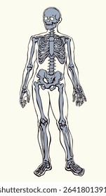 Human skeleton. Vector schematic drawing
