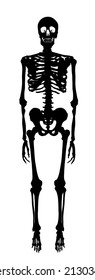 Human Skeleton Vector Silhouette Illustration Isolated On White Background. Man Bones Body Structure Symbol. Biology And Anthropology Symbol For Education And Science. Medical Research. Scary Horror.