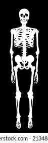 Human Skeleton Vector Silhouette Illustration Isolated On Black Background. Man Bones Body Structure Symbol. Biology And Anthropology Symbol For Education And Science. Medical Research. Scary Horror.