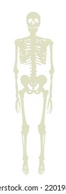 Human Skeleton Vector Silhouette Illustration Isolated On White Background. Man Bones Body Structure Symbol. Biology And Anthropology Symbol For Education And Science. Medical Research. Scary Horror.