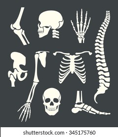 Human skeleton. Vector white illustration set