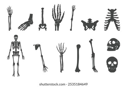 Human skeleton vectors, Human skeleton silhouette, Human bones skeleton silhouette, Skeleton vectors
