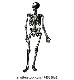 Human skeleton - vintage engraved illustration - "Manuel des hospitalière et des garde-malaldes"  edited by  Librairie Poussielgue - Paris 1907