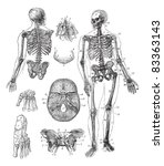 Human skeleton, vintage engraving. Old engraved illustration of Human skeleton from front and back with its functioning parts and their names.  Trousset encyclopedia (1886 - 1891).