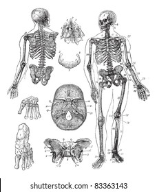 Human skeleton, vintage engraving. Old engraved illustration of Human skeleton from front and back with its functioning parts and their names.  Trousset encyclopedia (1886 - 1891).