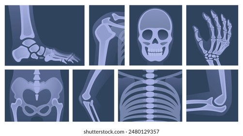 Human skeleton. X ray body parts skull bones of arms knee and legs exact vector medical picture scanning