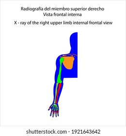 Human skeleton X - ray of the right upper limb internal frontal view vector ilustration