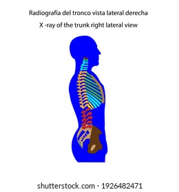 Human skeleton X - ray of the trunk right lateral view vector