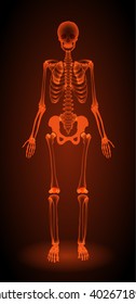 human skeleton, x-ray