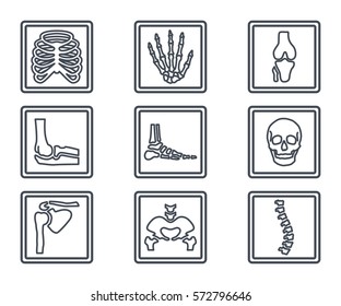 human skeleton x-ray bone line icon