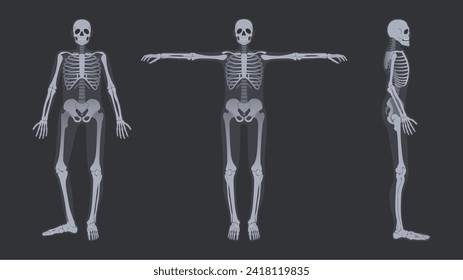 Rayo X del esqueleto humano. Anatomía detallada de la estructura ósea del cuerpo completo de la radiología, conjunto de ilustraciones vectoriales de la anatomía humana del esqueleto, hueso del cuerpo médico