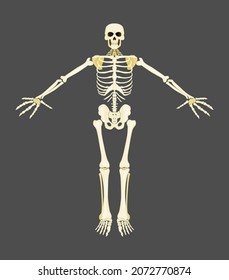 human skeleton yellow bones on gray background. vector flat style stock image
