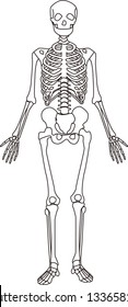 Human skeletons