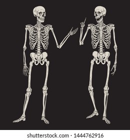 Human skeletons posing isolated
