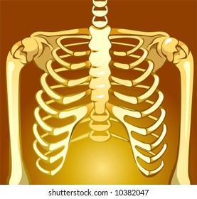  human Skelton bones	