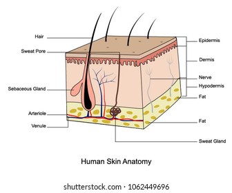 Human Skin Anatomy