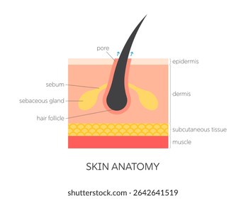 Human skin anatomy flat medical vector illustration with epidermis, dermis, and hypodermis. Structure infographic for dermatology, skincare, healthcare, and educational design.