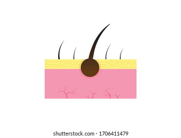 Human Skin Anatomy Skin Icon Vector Stock Vector (Royalty Free ...