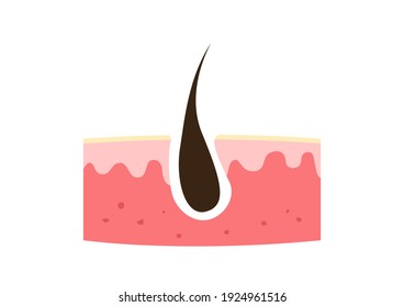 Human skin Anatomy, Skin icon, vector illustration.