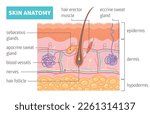 Human skin anatomy infographics poster with cross section hair follicle and vessels flat vector illustration