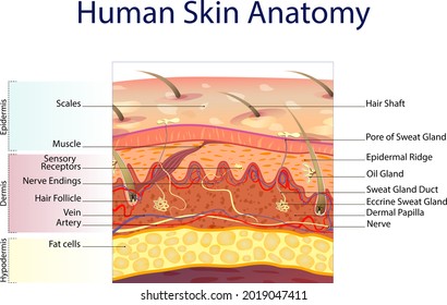 Human skin anatomy isolated on white background. Skin layers: epidermis, dermis, hypodermis under the microscope. Medical chart vector