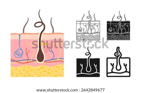 Human skin anatomy layer symbol set. Anatomical structure layers epidermis, hair follicle white background. Epidermis surface human for medical infographic. Dermatology sign design vector illustration