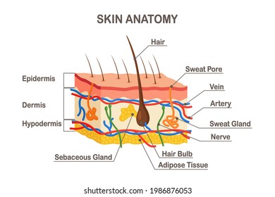 Human skin anatomy. Layered epidermis with hair bulb, sweat and sebaceous glands, artery, nerve and veins. Epidermis, dermis, hypodermis. Vector illustration