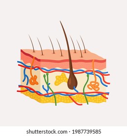 Human skin anatomy. Layered epidermis with hair bulb, sweat and sebaceous glands, artery, nerve and veins. Epidermis, dermis, hypodermis. Vector illustration