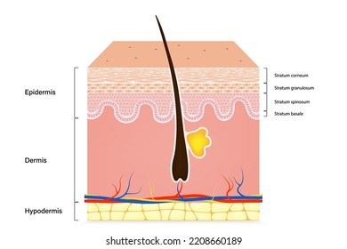 Human Skin Anatomy. Skin Layers. Epidermis, Dermis, Hypodermis.