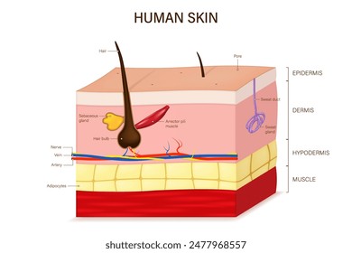 Anatomía de la piel humana. Vector de estructura de capas de piel.  Epidermis, dermis, hipodermis y tejido muscular. Pelo, músculo Arrector Pili, sudor y glándulas sebáceas. 