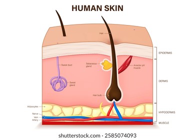 Human skin anatomy. Skin layers structure vector.  Epidermis, dermis, hypoderm and muscle tissue. Hair, Arrector pili muscle, sweat and sebaceous glands.