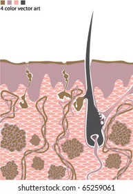 Human skin anatomy Vector 4 color artwork (no annotations)