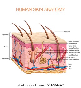 Human Skin Anatomy Vector Illustration Isolated Background