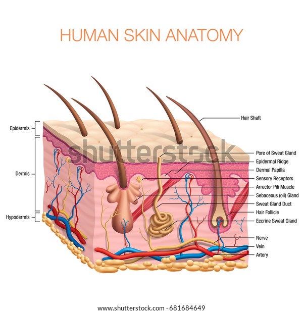 Human Skin Anatomy vector illustration\
isolated background