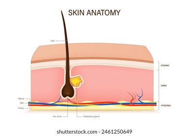 Human skin anatomy vector. Skin layers structure. Epidermis, dermis, hypodermis. Hair, Sensory receptor, Nerve, Artery and Vein.