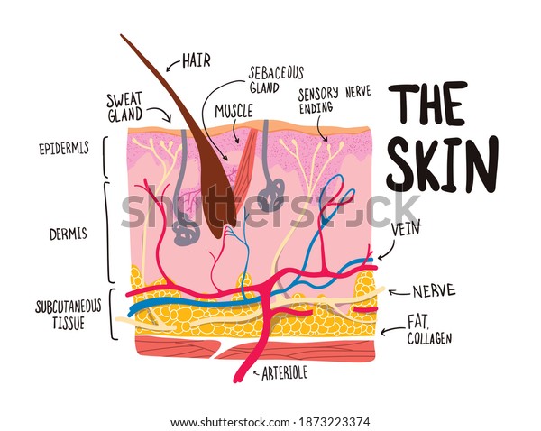 Human\
Skin Cell Cross-Section of the structure labeled. Hair and hair\
follicle, sweat, and a sebaceous gland. Layered epidermis. Healthy\
skin anatomy. Diagram for educational.\
Infografic