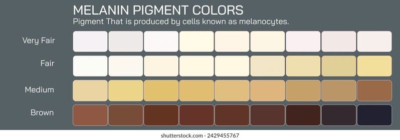 Human skin color ranges from the darkest brown to the lightest hues vector illustration. Types of human skin tones caused by chromophores, carotenoids, hemoglobin, melanin and oxyhemoglobin.