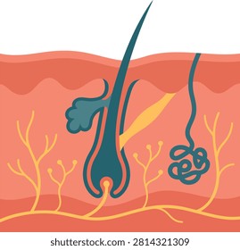 Human skin cross section diagram showing hair follicle and anatomy with dermatology follicle epidermis healthcare structure cellular physiology medicine illustration biomedical scientific
